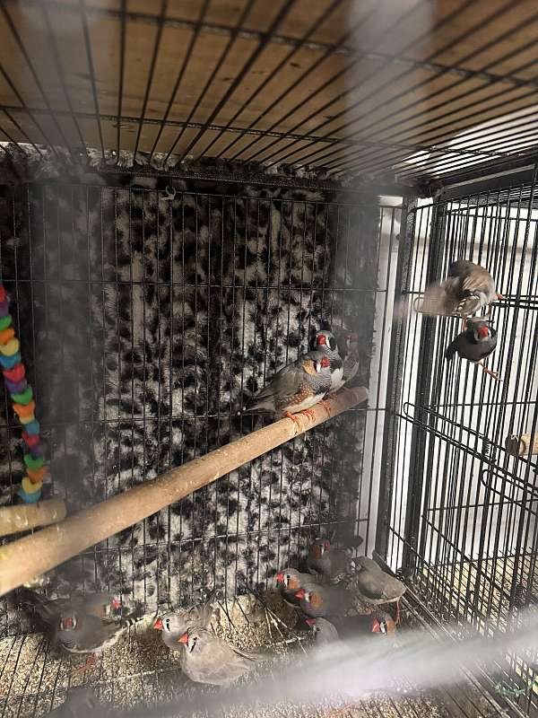 zebra-finch-for-sale-in-monroe-township-nj