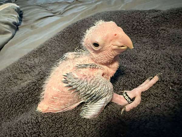 white-bellied-caique-for-sale-in-lake-placid-fl