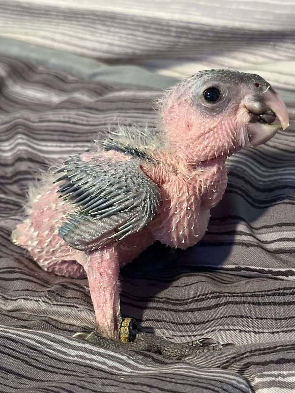 black-headed-caique-for-sale-in-lake-placid-fl