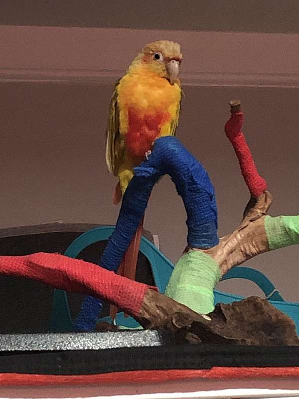 yellow-bird-for-sale-in-mansfield-oh