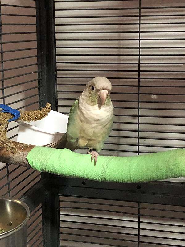 cinnamon-bird-for-sale-in-mansfield-oh