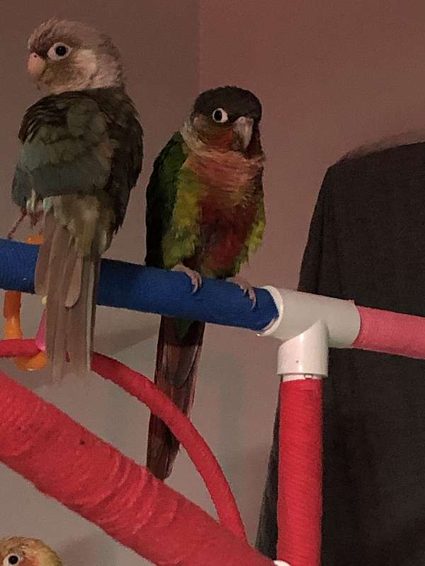 green-red-bird-for-sale-in-mansfield-oh