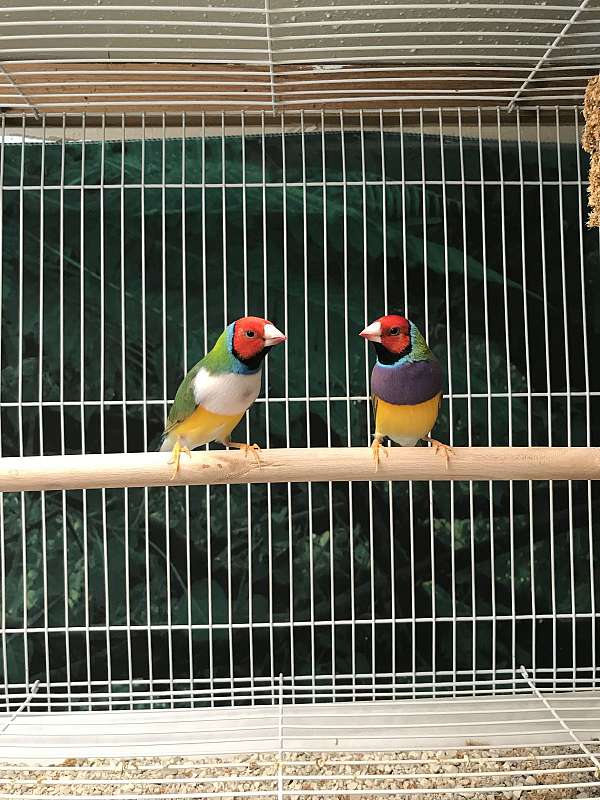 lady-gouldian-finch-for-sale-in-marion-tx