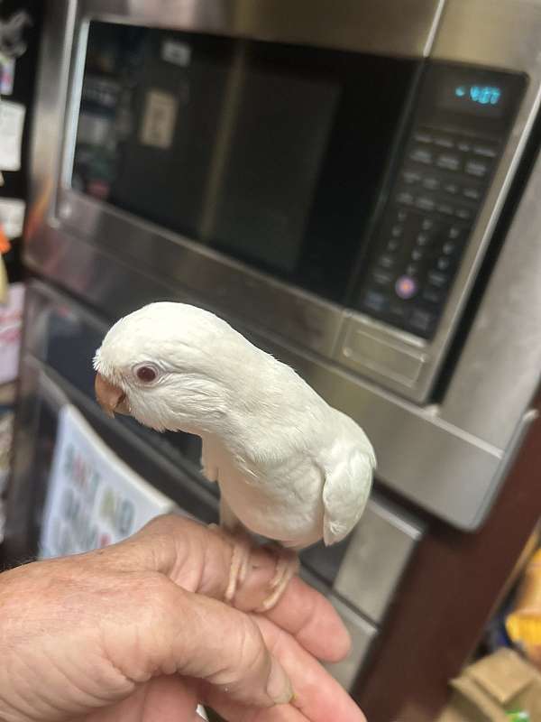 baby-bird