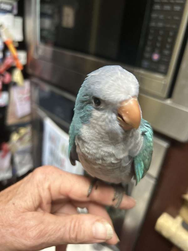baby-quaker-parrots-for-sale