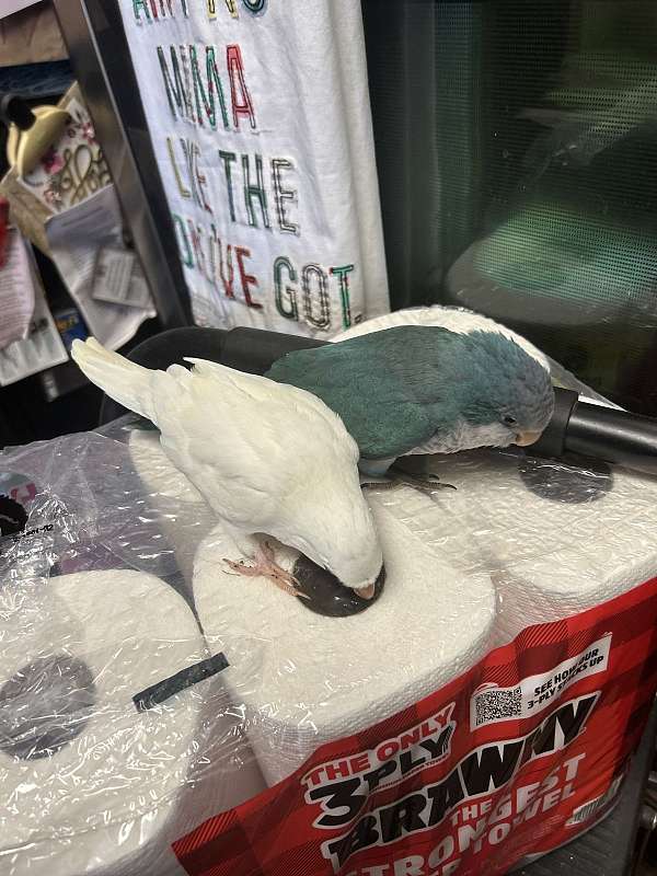 albino-blue-bird-for-sale