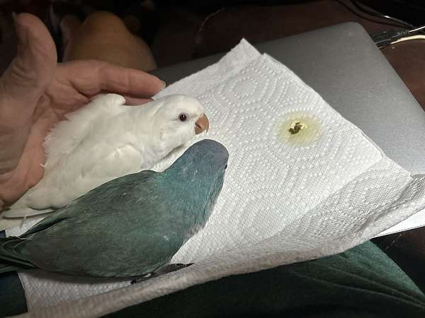 quaker-parrots-for-sale-in-cypress-tx