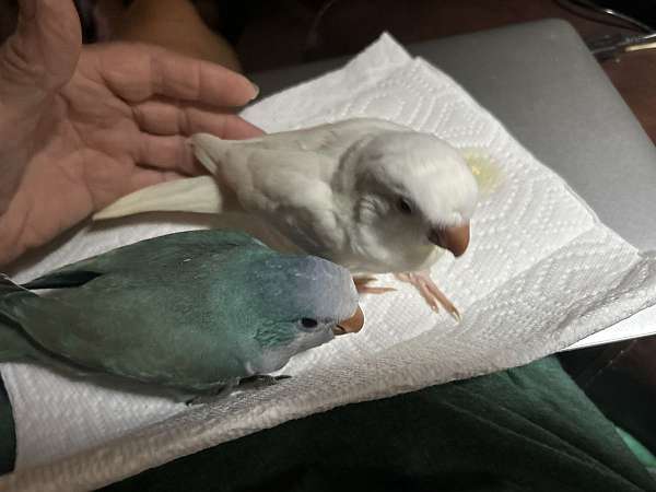 quaker-parrots-for-sale