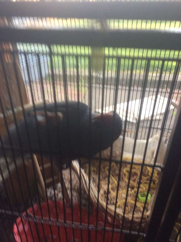 tan-homing-bird-for-sale
