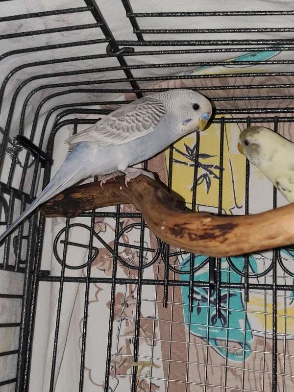 parakeet-for-sale-in-coshocton-oh