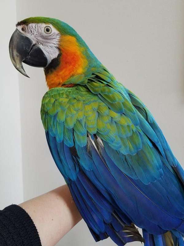 hybrid-macaw-for-sale-in-anaheim-ca