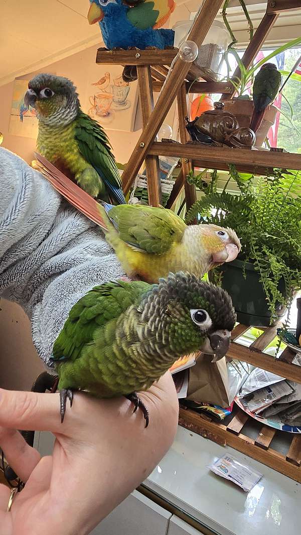 conure-for-sale