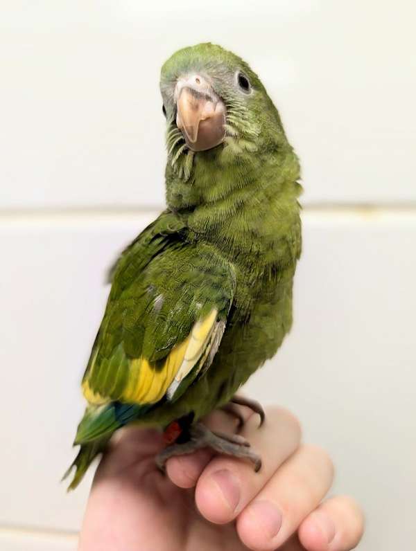 canary-parakeet-for-sale-in-webster-ny