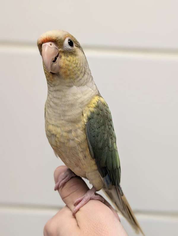 green-cheek-conure-for-sale