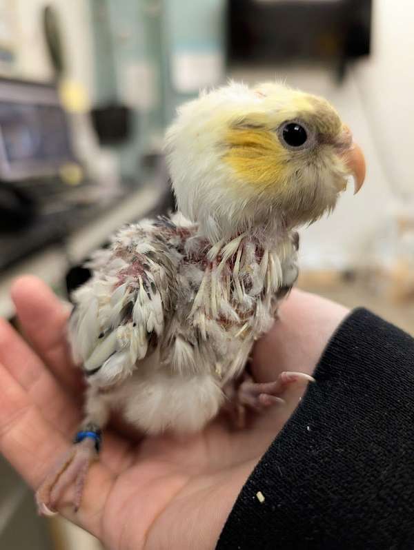 pied-yellow-bird-for-sale-in-webster-ny