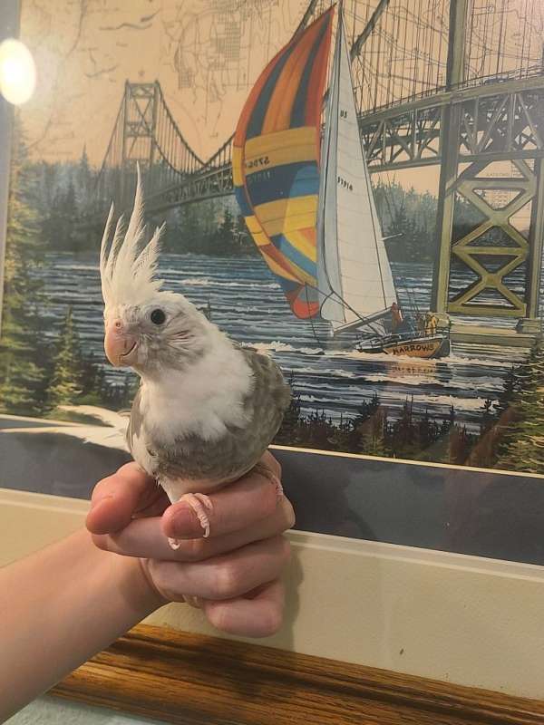 pied-white-bird-for-sale-in-tacoma-wa