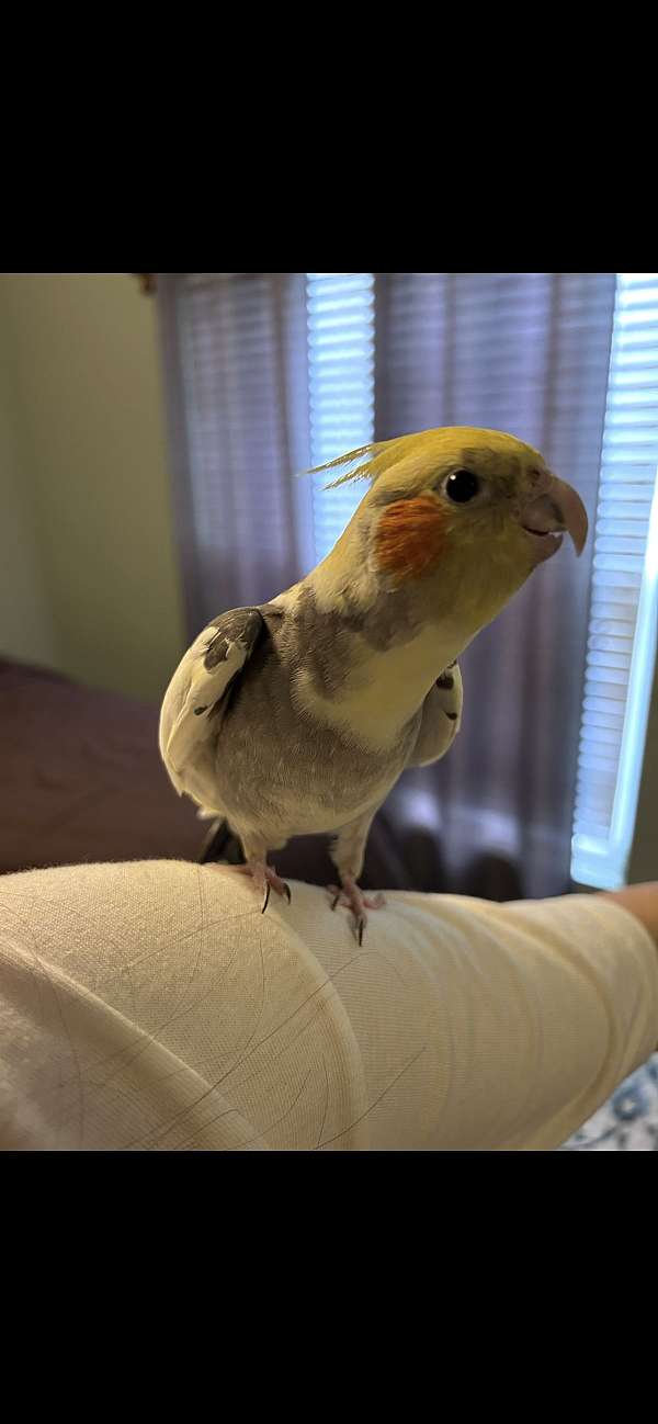cockatiel-for-sale-in-lawrencville-ga