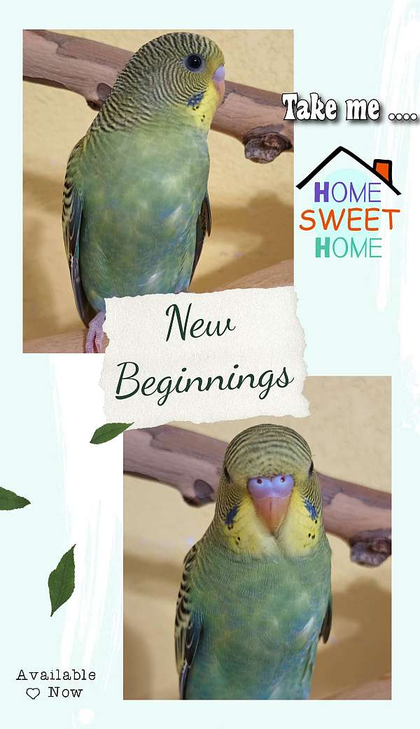parakeet-for-sale