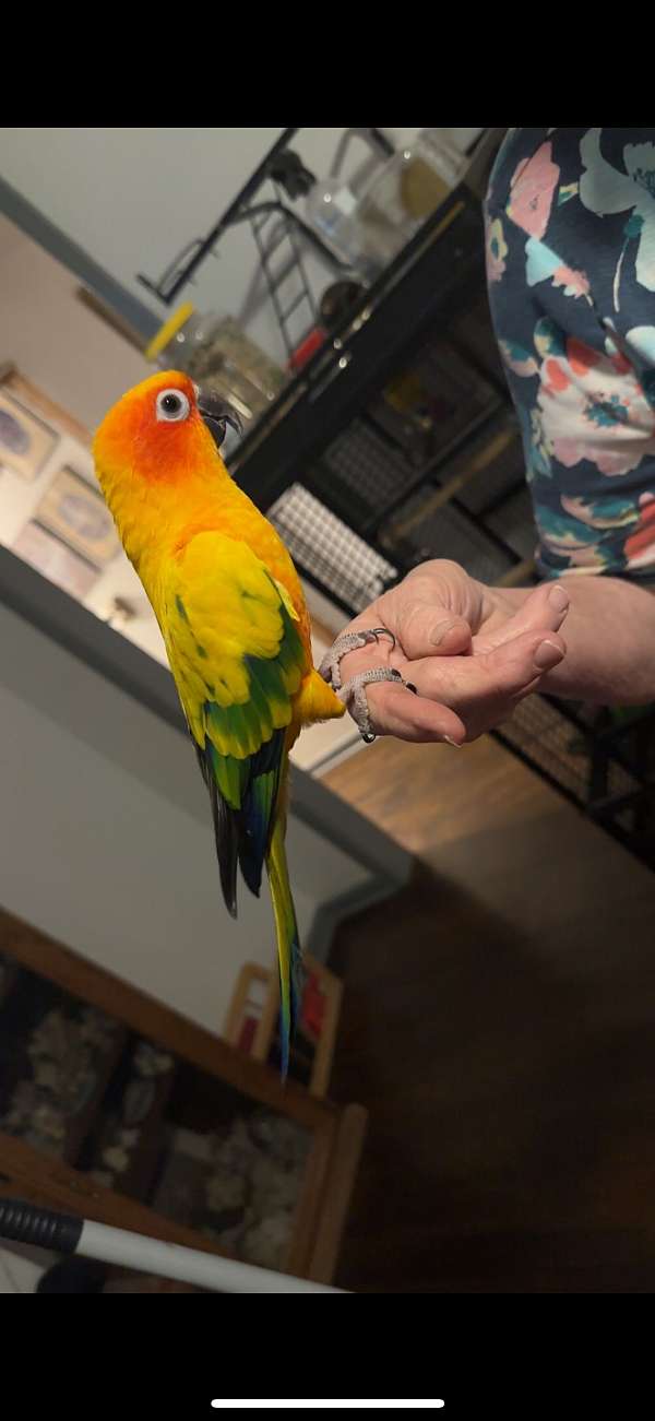 conure-sun-conure-for-sale-in-missouri