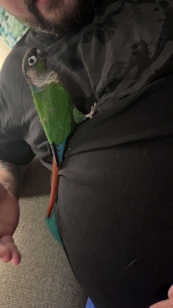 conure-green-cheek-conure-for-sale-in-missouri