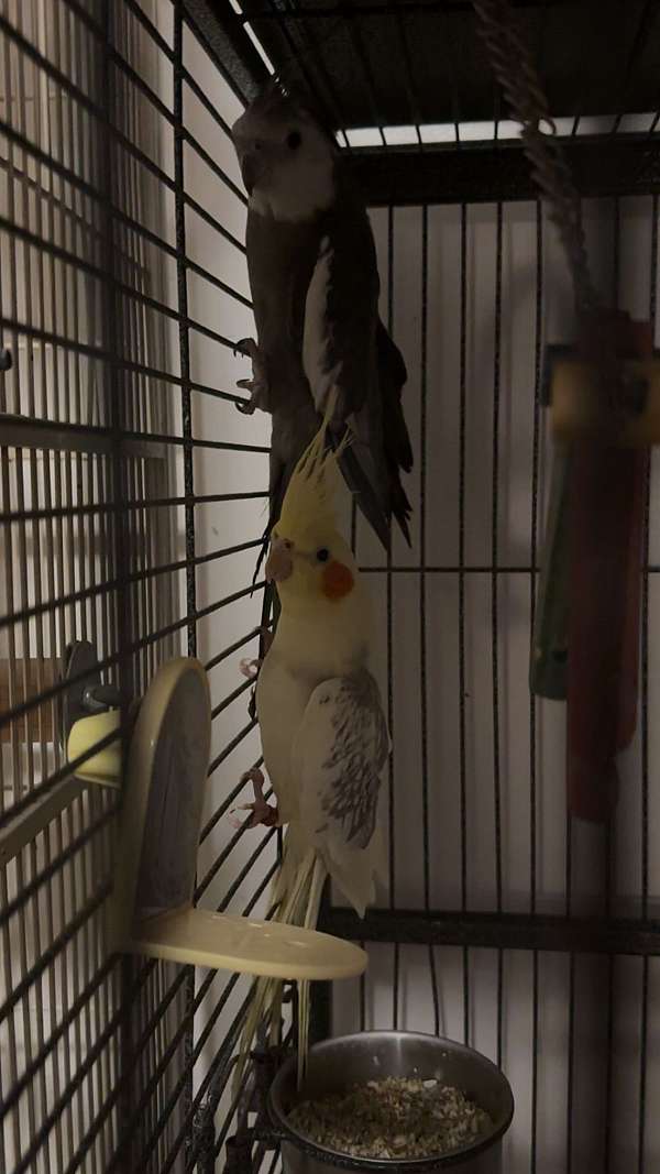 cockatiel-for-sale