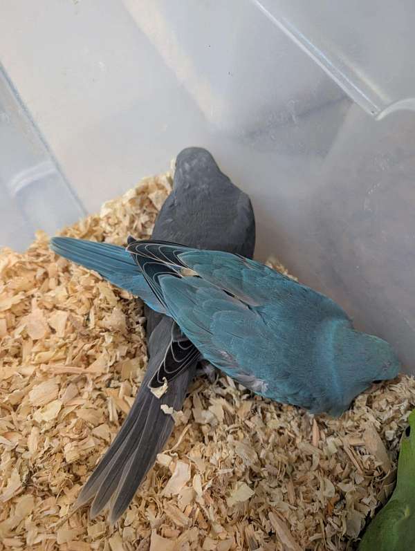 ringneck-parakeet-for-sale-in-east-elmhurst-ny