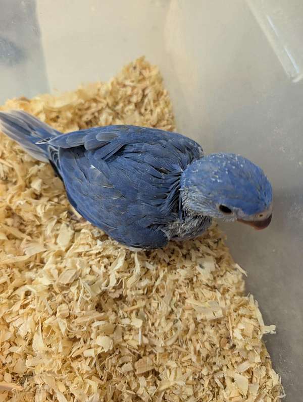 ringneck-parakeet-for-sale