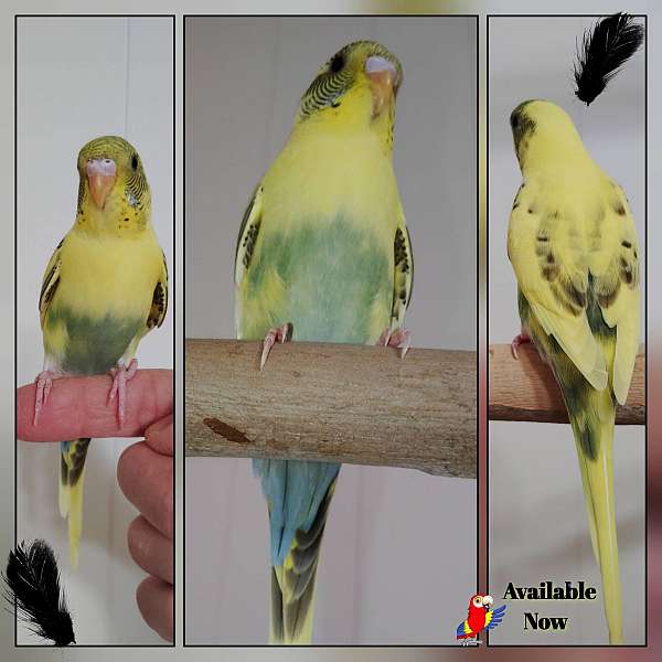 parakeet-for-sale