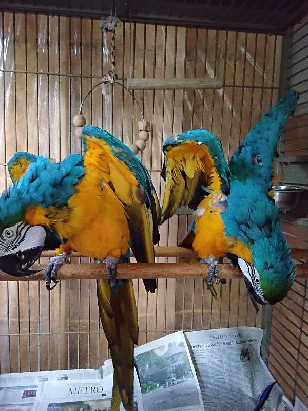 blue-gold-bird-for-sale-in-saucier-ms
