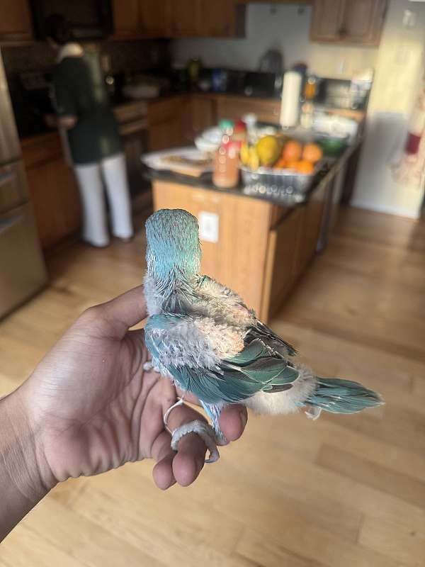 ringneck-parakeet-for-sale
