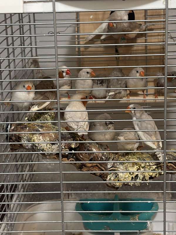 zebra-finch-for-sale-in-newton-ia