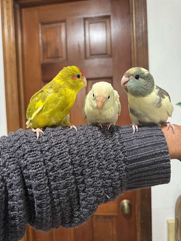 parakeet-for-sale