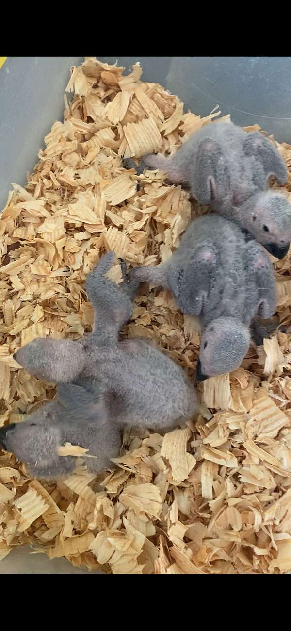 african-grey-parrot-for-sale