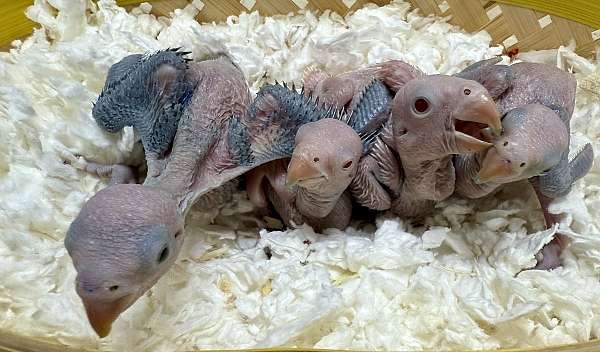 albino-blue-bird-for-sale-in-longwood-fl