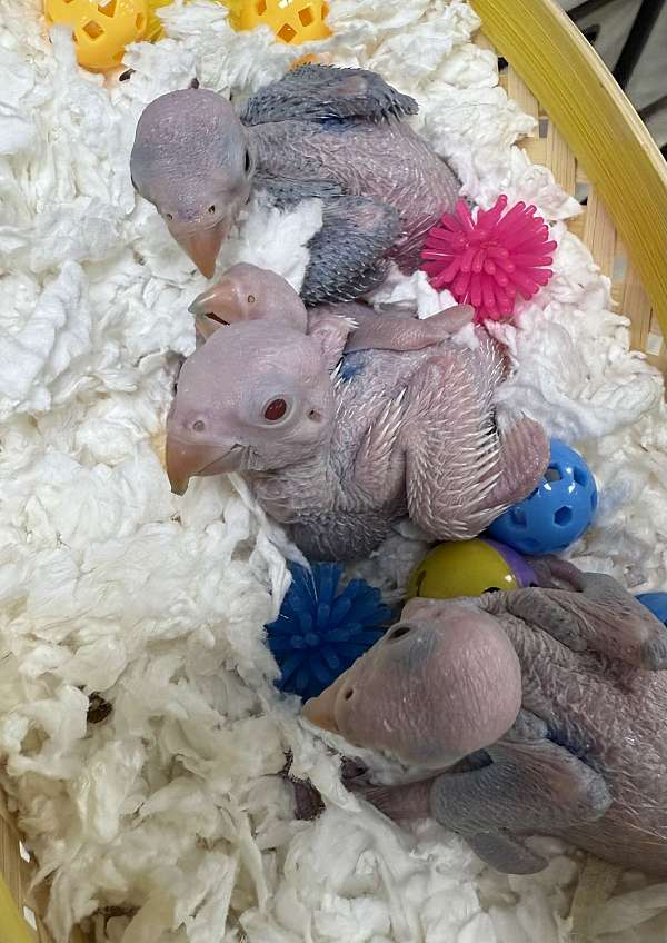 ringneck-parakeet-for-sale