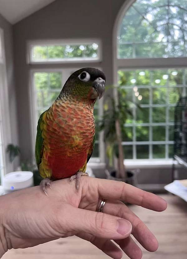 green-cheek-conure-for-sale