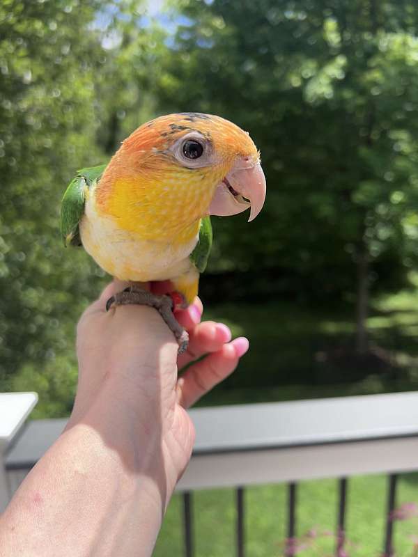 white-bellied-caique-for-sale