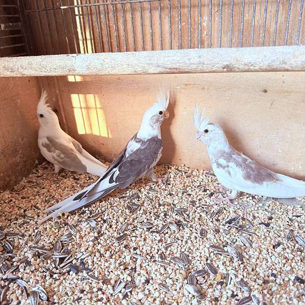 cockatiel-for-sale