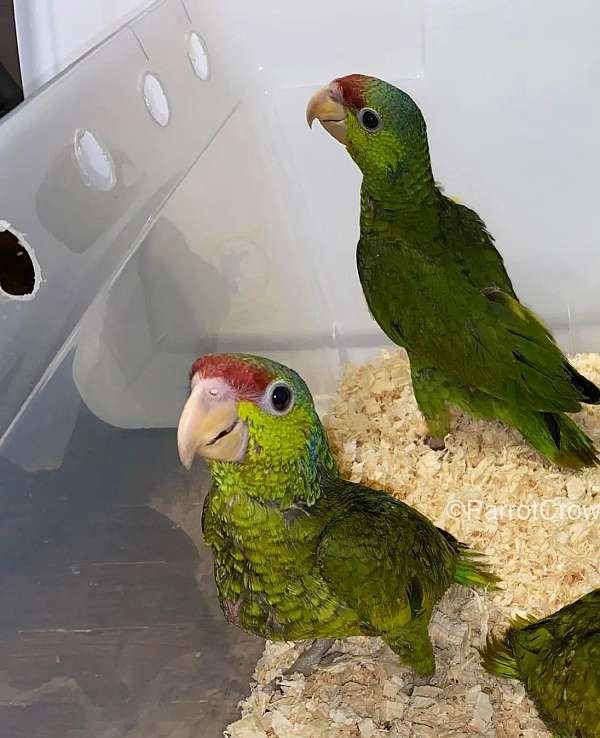 amazon-parrot-for-sale-in-placerville-ca