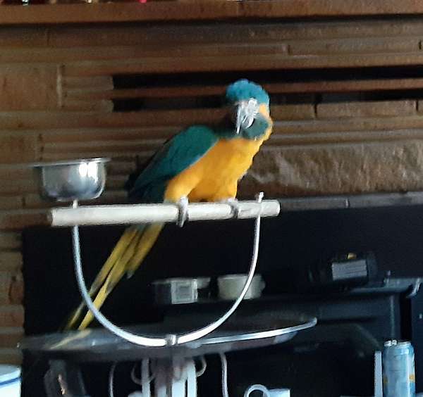 green-bird-for-sale-in-placerville-ca