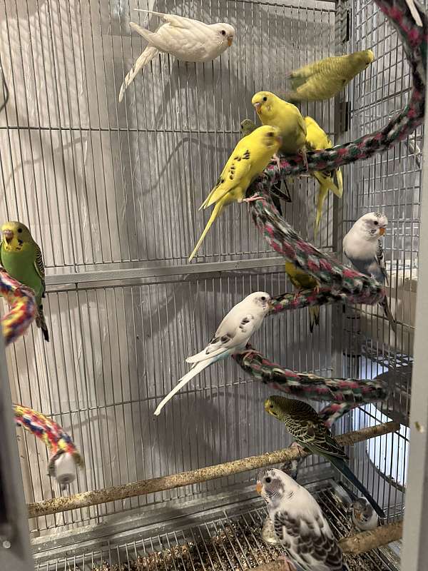 budgerigar-parakeet-for-sale-in-kensington-md