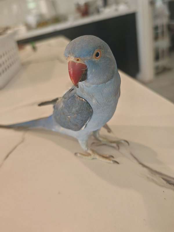 blue-purple-bird-for-sale-in-arizona