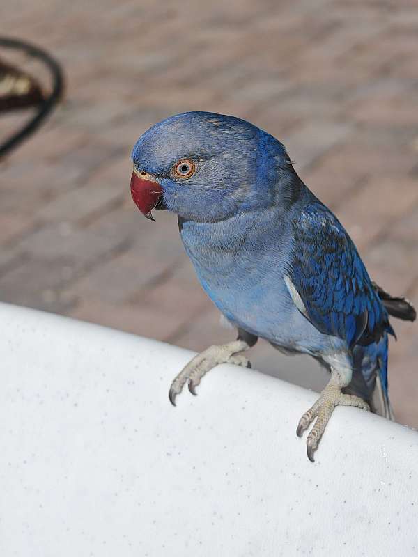 blue-purple-house-trained-bird-for-sale