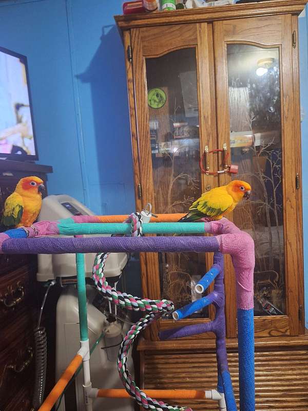 bird-for-sale-in-wytheville-va