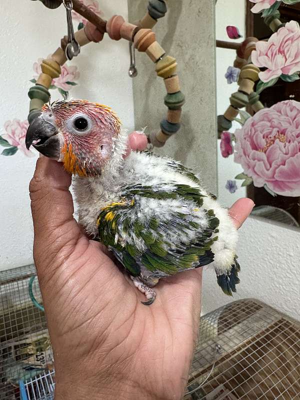 sun-conure-for-sale