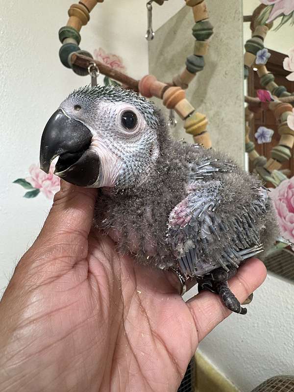 talking-bird-for-sale-in-dade-city-fl