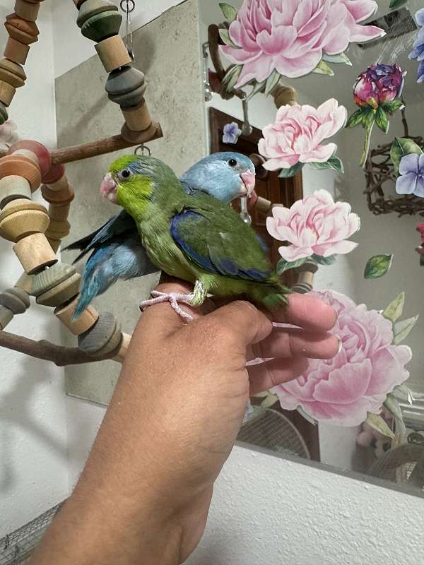 celestial-parrotlet-for-sale-in-dade-city-fl