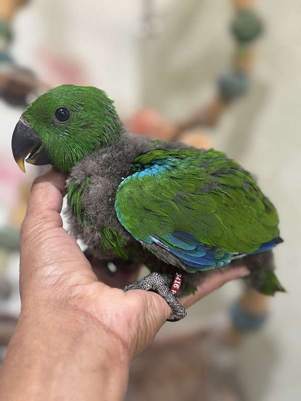 solomon-island-eclectus-parrots-for-sale