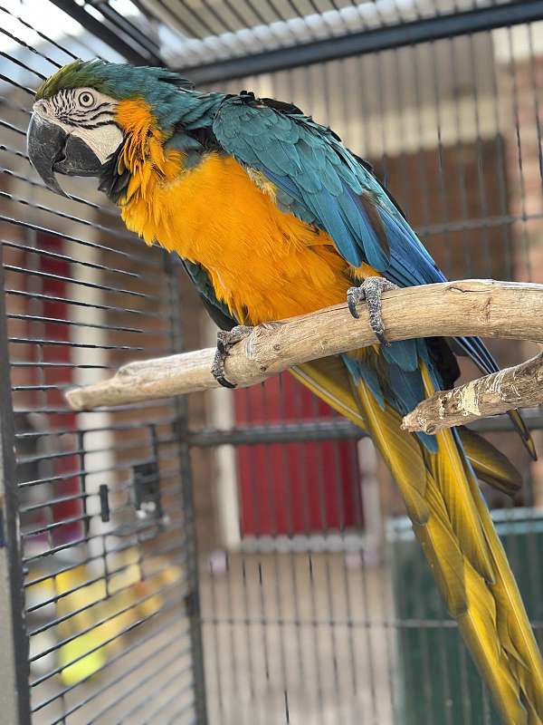 blue-gold-pionus-parrots-for-sale