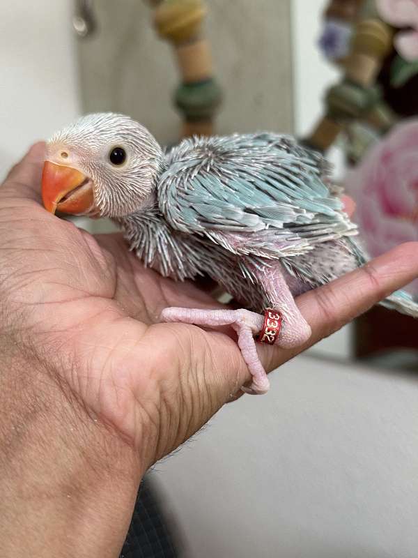 ringneck-parakeet-for-sale